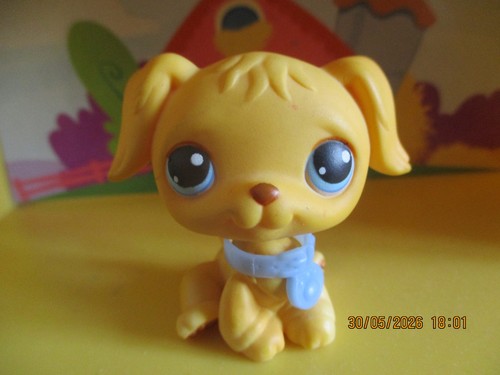 Petshop chien golden retriever - golden,