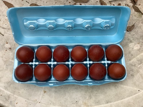 Dark black copper marans - dark,