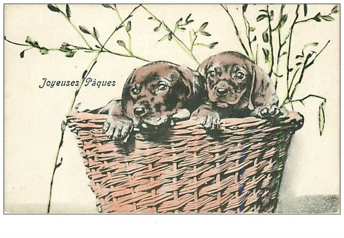 Dogs 3282 tekels - dogs.,