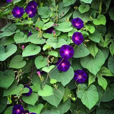 Lot De 10 Graines Ipomée Pourpre  Semences Graines Seed