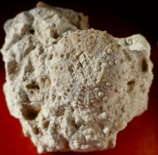 OURSIN FOSSILE JURASSIQUE DES