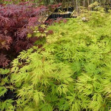 Acer palmatum dissectum