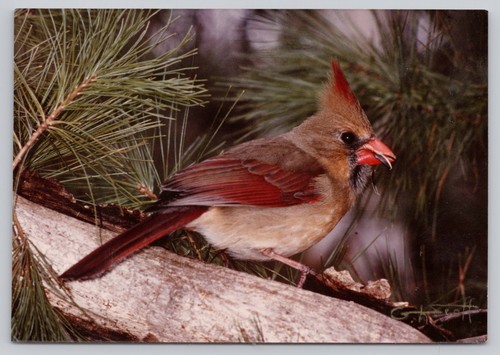 Vintage 1990 female northern - female,