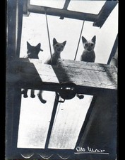 Chat toiture les pauvres - toiture,