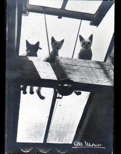 Chat toiture les pauvres - toiture, /