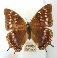 Charaxes turlini f. foklinae femelle - Rwanda - 64 mm - paratype - A--