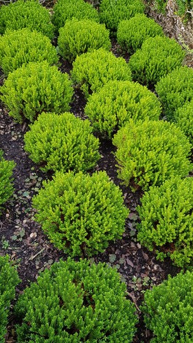Hebe green globe - hebe, /