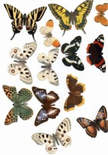 lot de 13 papillon publicitaire yaourt mamie NOVA ancien pour album frise rare