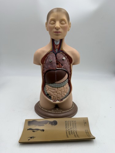 Somso as20 small torso - small, of