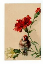 Oiseau . Magnifique Chardonneret . Fleurs .