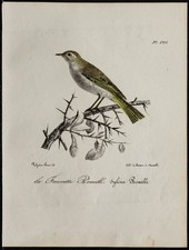 1830 - Pouillot de Bonelli -