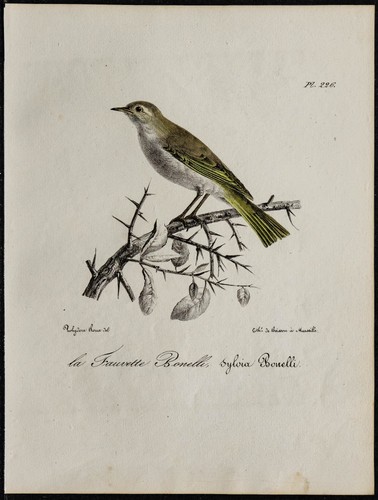 1830 pouillot bonelli - bonelli,