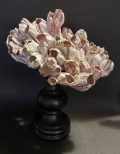 Cabinet de Curiosités groupe