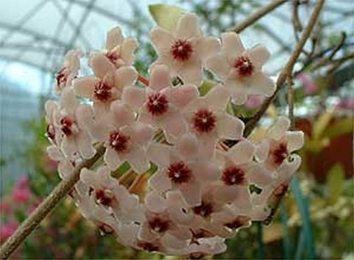 Hoya carnosa tricolor 70 - carnosa,