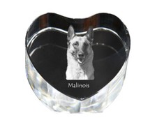Malinois chien de berger belge