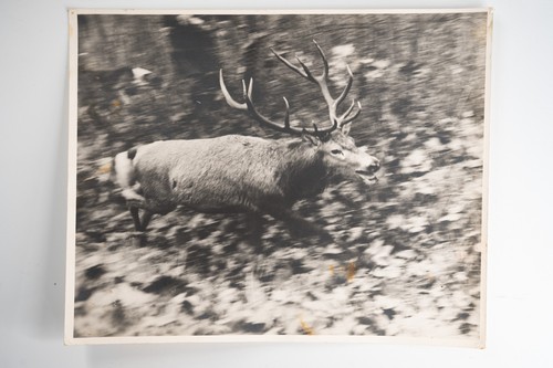 Photo argentique france chasse - photo,