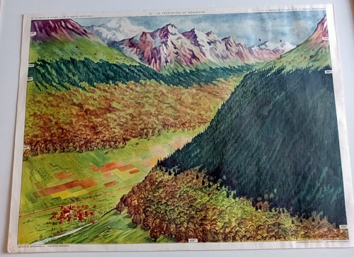 Affiche scolaire vegetation - affiche,