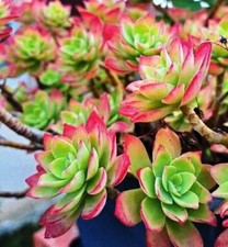 Sedum palméri souches un - sedum,
