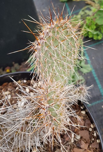 Opuntia hystricina mug 119 - opuntia,