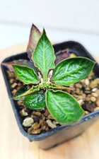 Euphorbia ambovombensis