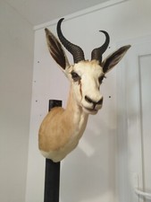 taxidermie de springbok ancien empaillé cabinet de curiosité animaux décors 