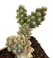 Tephrocactus molinensis -