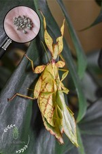 *Phyllium Letiranti "Tataba"