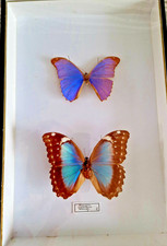 Boite entomologique 39X26 cm contenant 02 papillons provenance Brésil