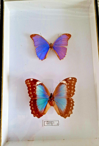 Boite entomologique 39x26 - boite,