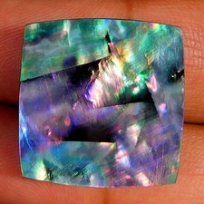 24.65Cts Coquillage Abalone