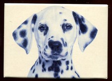  Magnet chien chiot Dalmatien 