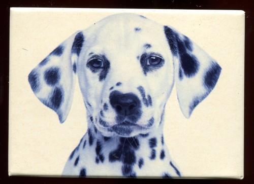 Magnet chien chiot - , dalmatien