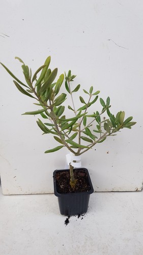 Olea europaea broutignan - olea,