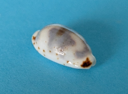 Cypraea hirundo rouxi mm - cypraea, 11,9