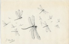 Joseph OBERTHUR Libellules