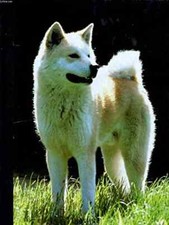 Mon compagnon le chien, vol 1