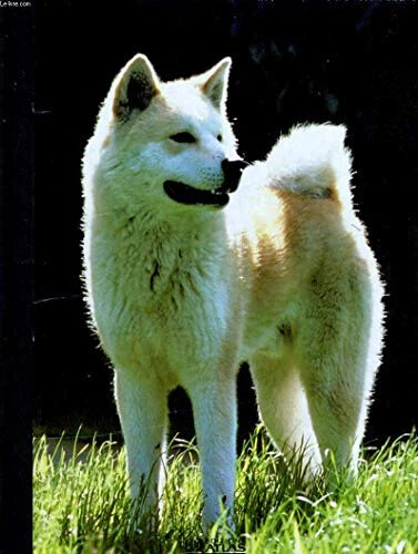 Mon compagnon chien vol - compagnon, 1