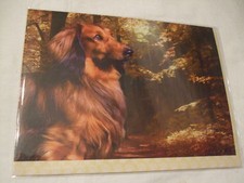 CARTE + ENVELOPPE - chien  TECKEL POIL LONG