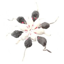  12 Pcs Jouet À Mâcher Pour