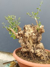 Bonsaï olivier 36 x 26 cm plante Yamadori tronc creusé par des temps majestue...