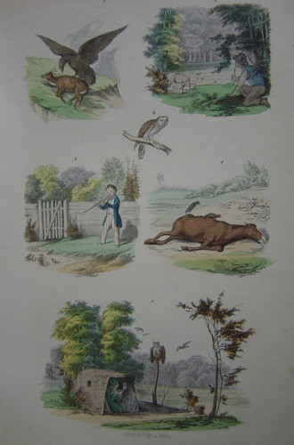 Gravure chasse aux oiseaux - chasse,