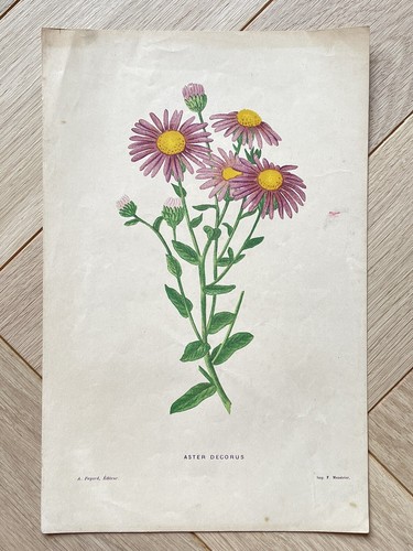 Ancienne gravure botanique - gravure,