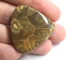 CORAIL FOSSILISÉ 100% NATUREL GARANTI - 58.20 ct garantie par gemmologue diplômé