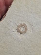 Rare Oursin fossile