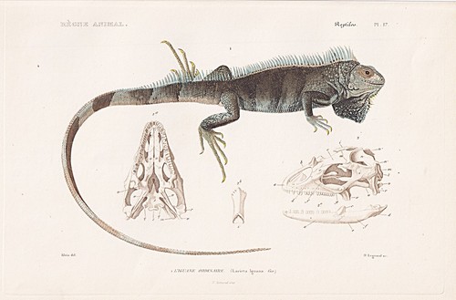 Lacerta iguane leguan lézards - lacerta,