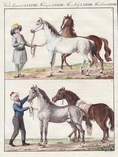 Cheval arabe barbary gravure - cheval,