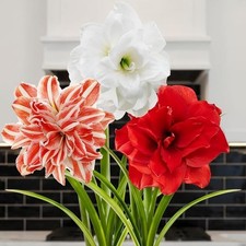Bulbes d'amaryllis - Double