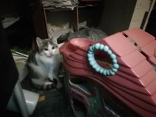 Maison petshop bon etat, couleurs rose bleu vert