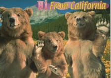Salut Des Ours De Californie