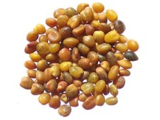 Trèfle Nain Fraise NT - Trifolium Fragiferum - SEM14